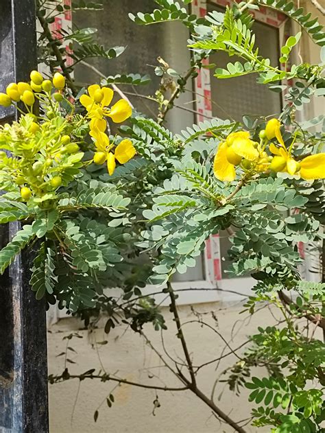 Buy Senna Auriculata Cassia Auriculata Avarampoo Tanners