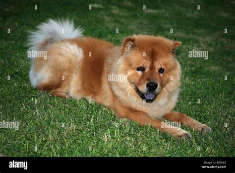 Chow Chow Hi Res Stock Photography And Images Alamy