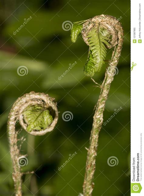 Fiddleheads Of A Wood Fern At Northwest Park Windsor Connecticut