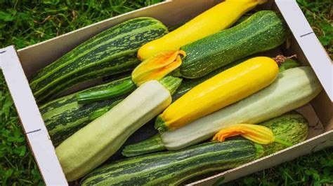 Pourquoi Les Courgettes Deviennent Am Res La Vigilance Est De Mise