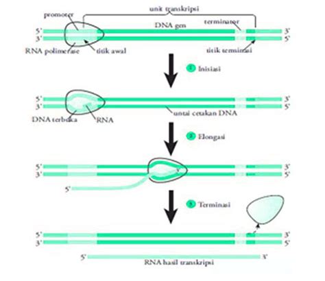 Sintesis Protein Tahapan Proses Skema Diagram Dan Penjelasannya