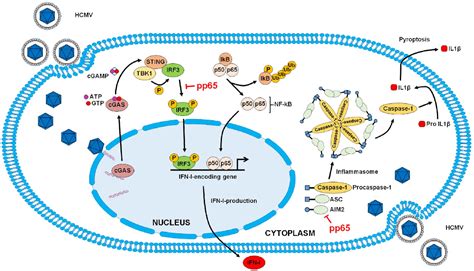 Figure From The Human Cytomegalovirus Tegument Protein Pp Pul