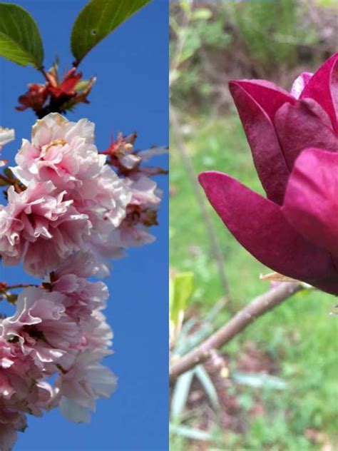 flowering trees world  garden plants
