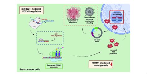 Mechanism Of MiR 4521 Mediated Inhibition Of FOXM1 Expression And