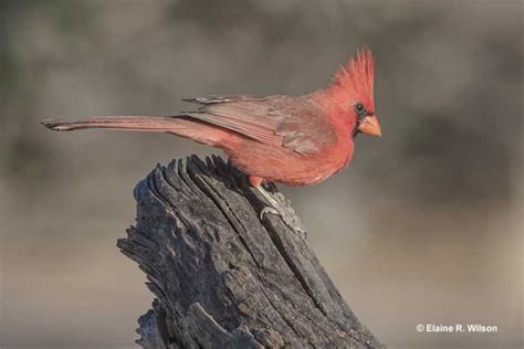 How Long Do Northern Cardinals Live Average Lifespans