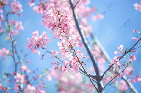 Romantic Pink Spring Cherry Blossoms Background And Picture For Free