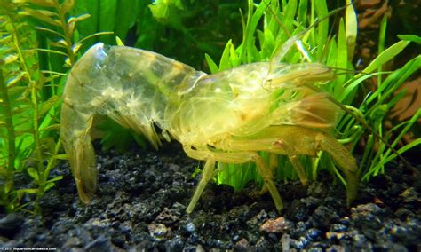 Wood Shrimp Shells: Remove From Tank After Molting? - Video