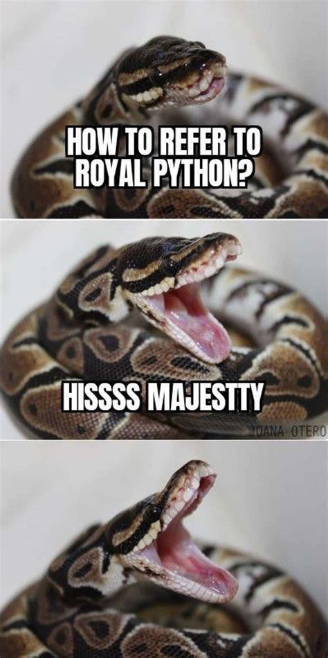 The 29 Funniest Snake Memes, Ranked