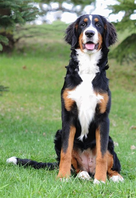 Bernese Mountain Doodle Dog On Clearance