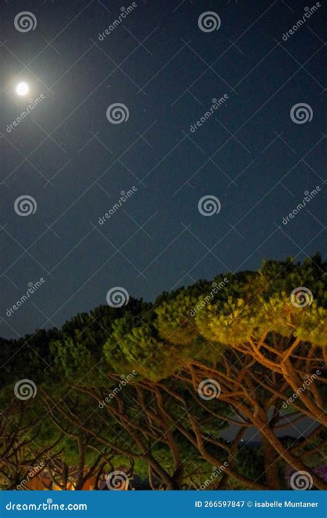 Full Moon Over Umbrella Pines Tuscany Italy Stock Image Image Of