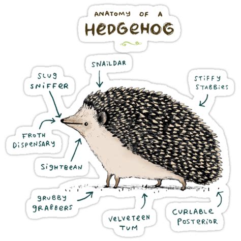 Anatomy Of A Hedgehog Stickers By Sophie Corrigan Redbubble