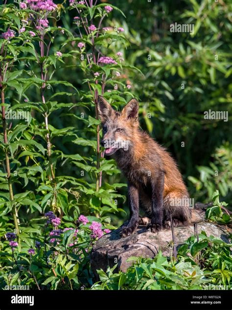 Red Fox Sitting Hi Res Stock Photography And Images Alamy