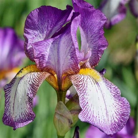 Iris Country Bumpkin Plant Nursery