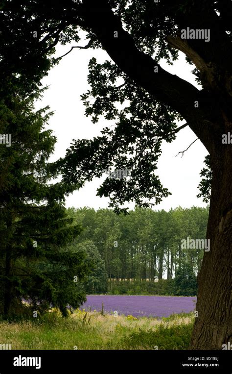 Norfolk lavender fields Stock Photo - Alamy