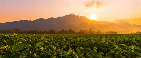 Ceylon Tobacco Company