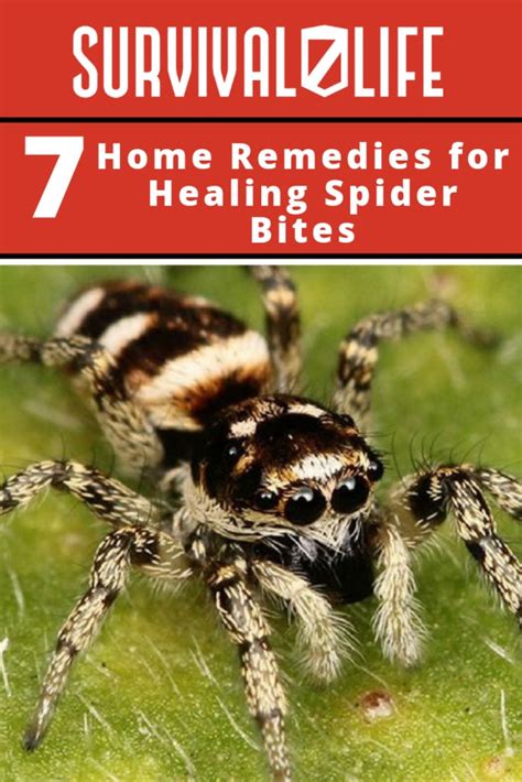 7 Home Remedies for Healing Spider Bites | Survival Life