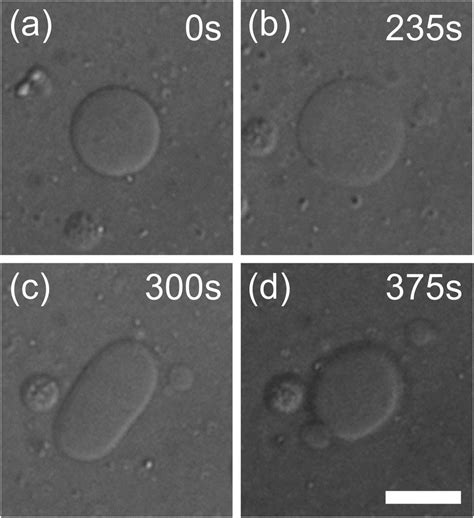 A Shape Transformation Of Lipid Vesicle Induced By PEG Lipid