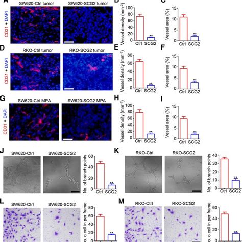 Inverse Correlation Between Scg And Hif Vegf In Crc Tissues A