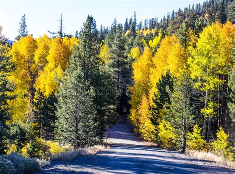 Changing Colors of Fall To Yellows Stock Photo - Image of green, secluded: 130730928