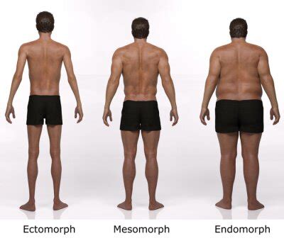 3d Render The Portrait Of Standing Male Body Type Ectomorph