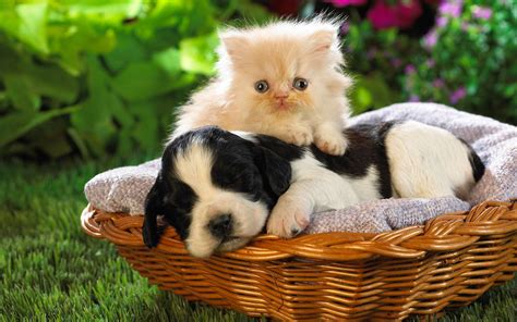 Puppies And Kittens Wallpaper - WallpaperSafari