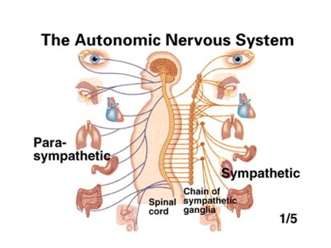 Simple Autonomic Nervous System Diagram