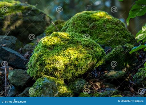 Covered Rocks With Moss Stock Image Image Of Forest 78553897