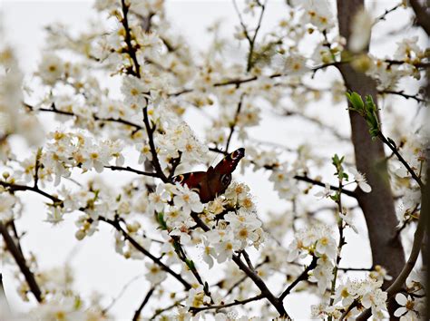 图片素材 树 性质 科 开花 冬季 厂 叶 弹簧 绿色 生产 蝴蝶 花园 特写 季节 樱花 植物 枝条