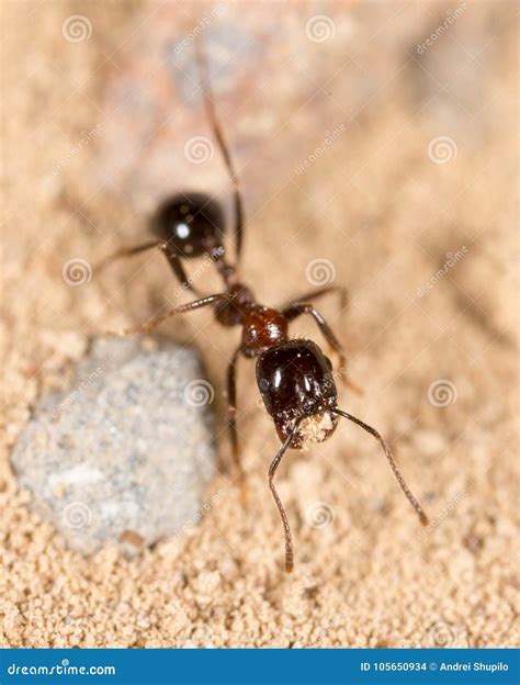 Formiga Na Natureza Macro Foto De Stock Imagem De Colônia 105650934