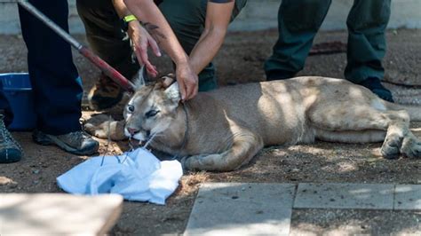 Atrapan Puma Que Merodeaba Cerca De Un Hospital En Tucson Fotos