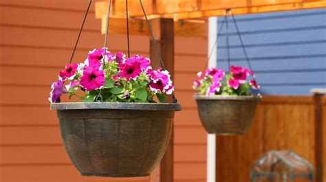 9 Best Plants for Hanging Baskets in Shade