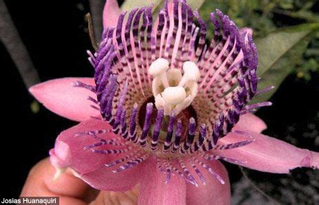 Amazon Rainforest Flowers Photos Info Thinkjungle