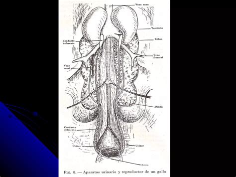 Anatomia Y Fisiologia Veterinaria Sistema Renal Ppt