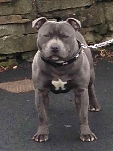 Blue Staffordshire Terrier For Sale | PETSIDI