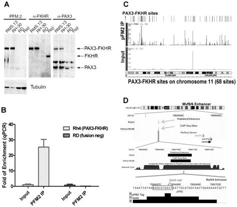 Genome Wide Identification Of PAX3 FKHR Binding Sites In