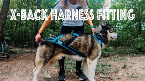 How Should A Dog Harness Fit