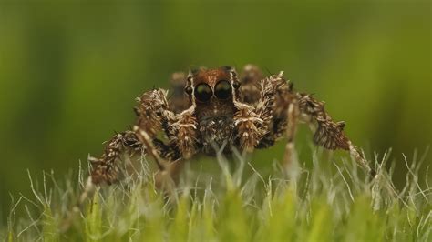 Fondos de pantalla Animales naturaleza césped fotografía insecto