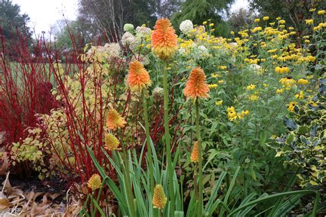 Kniphofia rooperi – Ballyrobert Gardens