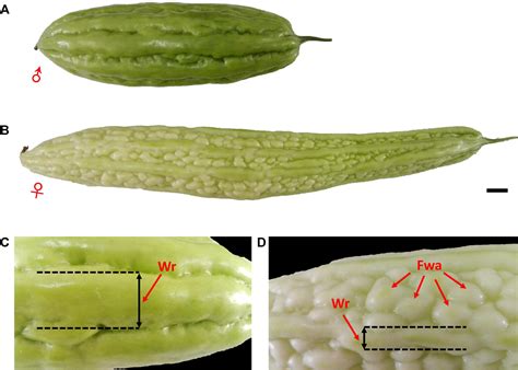 Frontiers A Rad Based Genetic Map For Anchoring Scaffold Sequences