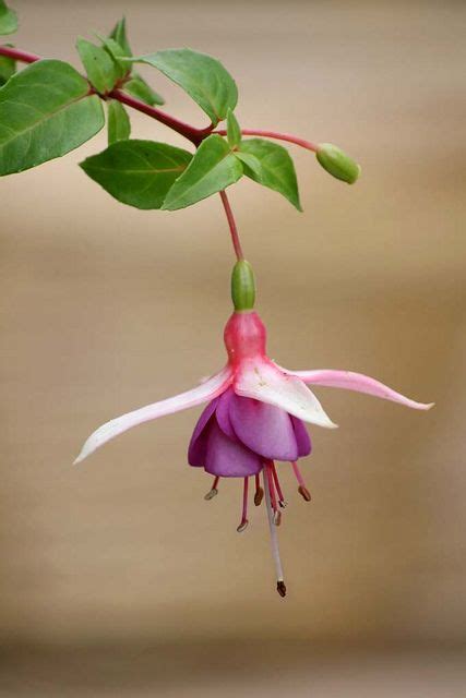 Fuchsia La Campanella Unusual Flowers Plants Trees To Plant