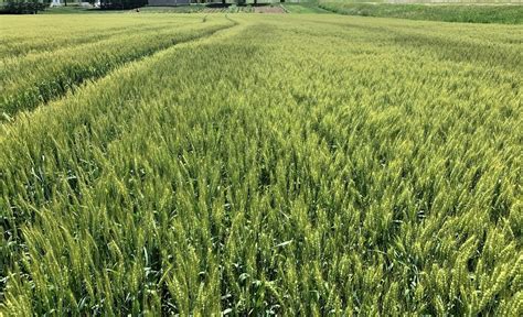 Crop Conditions – Week of May 29th, 2023 – Field Crop News