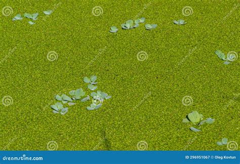 Pistia Stratiotes Swims Among Aquatic Plants Rootless Duckweed