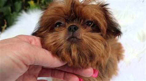 Tiny Imperial Shih Tzu Puppies