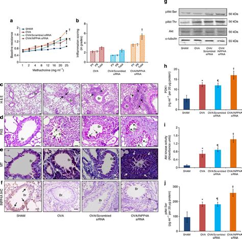 Loss Of Inpp A Worsens Asthmatic Phenotype With Increased Activation Of