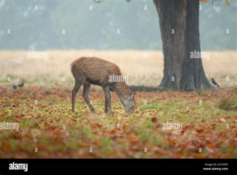 Deer at richmond Park in London Stock Photo - Alamy