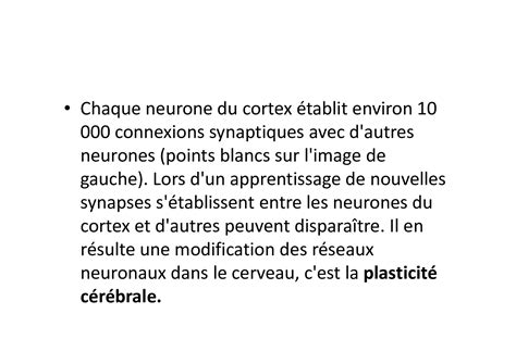 Chapitre 2 Cerveau et vision aires cérébrales et plasticité