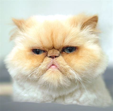 Pictures of Cats Making Judging Faces | POPSUGAR Pets