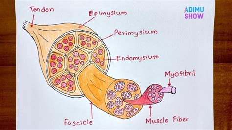 How To Draw Structure Of Skeletal Muscle Skeletal Muscle Anatomy