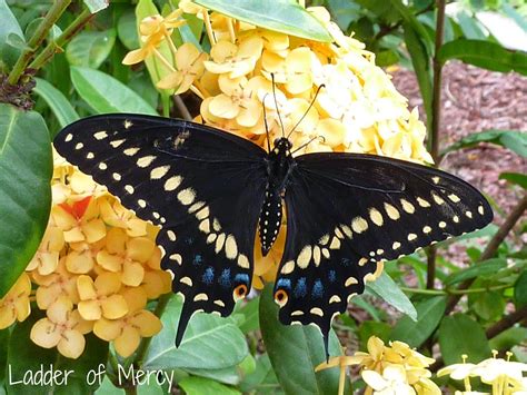 Ladder Of Mercy Our Black Swallowtail Butterflies A Timeline Of Their Life Cycle Swallowtail