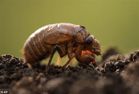 What Do Cicadas Do Everything You Need To Know About Sex Crazed